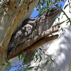 Podargus strigoides (Tawny Frogmouth) at ANBG - 20 Mar 2020 by RodDeb