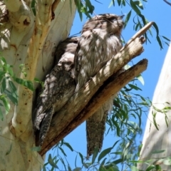 Podargus strigoides at Acton, ACT - 20 Mar 2020