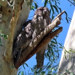 Podargus strigoides at Acton, ACT - 20 Mar 2020