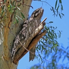 Podargus strigoides at Acton, ACT - 20 Mar 2020