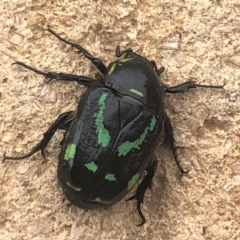 Chlorobapta frontalis (A flower scarab) at QPRC LGA - 18 Feb 2020 by Whirlwind