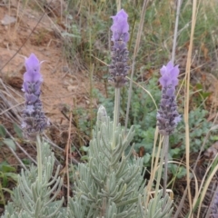 Lavandula stoechas (Spanish Lavender or Topped Lavender) at Coombs, ACT - 2 Mar 2020 by MichaelBedingfield