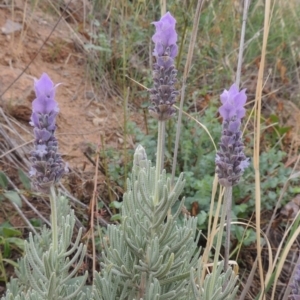 Lavandula stoechas at Coombs, ACT - 2 Mar 2020 07:40 PM