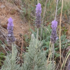 Lavandula stoechas (Spanish Lavender or Topped Lavender) at Coombs Ponds - 2 Mar 2020 by michaelb
