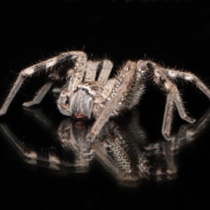 Neosparassus calligaster at Evatt, ACT - 20 Mar 2020