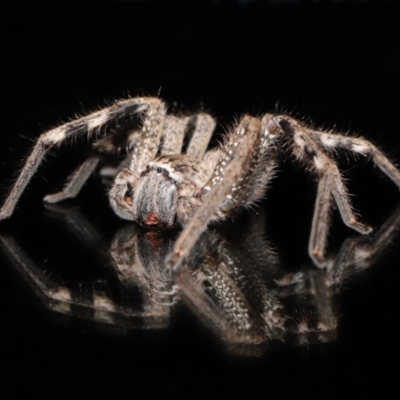 Neosparassus calligaster (Beautiful Badge Huntsman) at Evatt, ACT - 20 Mar 2020 by TimL