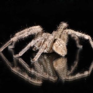 Neosparassus calligaster at Evatt, ACT - 20 Mar 2020