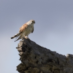 Falco cenchroides (Nankeen Kestrel) at Illilanga & Baroona - 9 Mar 2020 by Illilanga