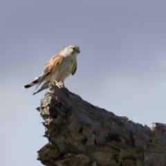 Falco cenchroides (Nankeen Kestrel) at Michelago, NSW - 9 Mar 2020 by Illilanga