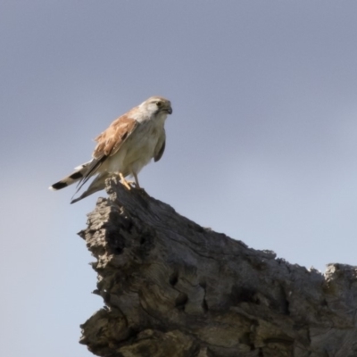 Falco cenchroides (Nankeen Kestrel) at Illilanga & Baroona - 9 Mar 2020 by Illilanga