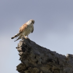 Falco cenchroides at Michelago, NSW - 9 Mar 2020