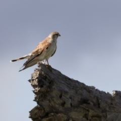 Falco cenchroides at Michelago, NSW - 9 Mar 2020