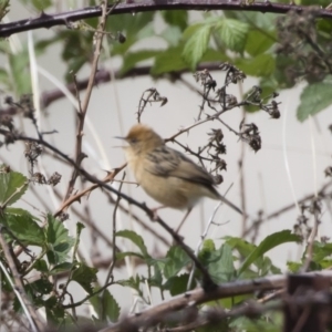 Cisticola exilis at Michelago, NSW - 4 Nov 2018