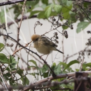 Cisticola exilis at Michelago, NSW - 4 Nov 2018