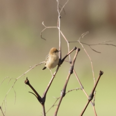 Cisticola exilis (Golden-headed Cisticola) at Michelago, NSW - 3 Nov 2019 by Illilanga