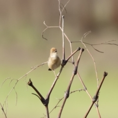 Cisticola exilis at Michelago, NSW - 4 Nov 2019 07:23 AM