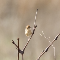 Cisticola exilis at Michelago, NSW - 4 Nov 2019 07:23 AM