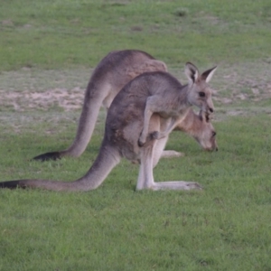 Macropus giganteus at Forde, ACT - 15 Mar 2020