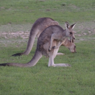 Macropus giganteus (Eastern Grey Kangaroo) at Forde, ACT - 15 Mar 2020 by MichaelBedingfield