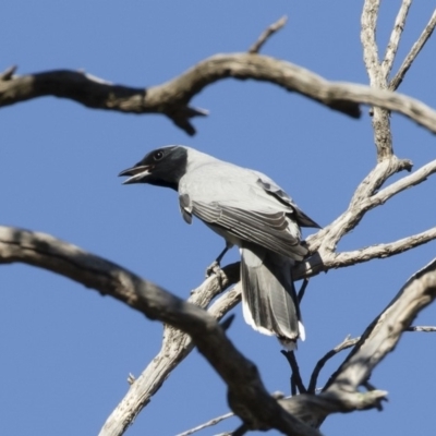 Coracina novaehollandiae (Black-faced Cuckooshrike) at Michelago, NSW - 21 Oct 2019 by Illilanga