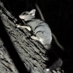 Petaurus notatus (Krefft’s Glider, Sugar Glider) at Amaroo, ACT - 15 Mar 2020 by michaelb