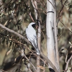 Coracina novaehollandiae (Black-faced Cuckooshrike) at Illilanga & Baroona - 13 Sep 2019 by Illilanga