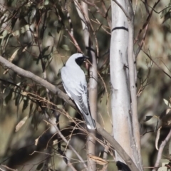 Coracina novaehollandiae (Black-faced Cuckooshrike) at Michelago, NSW - 13 Sep 2019 by Illilanga