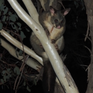 Trichosurus vulpecula at Amaroo, ACT - 15 Mar 2020