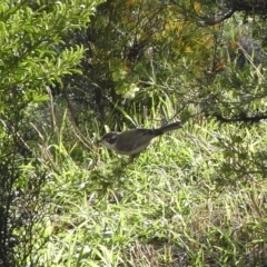 Melithreptus brevirostris (Brown-headed Honeyeater) at Illilanga & Baroona - 27 Jul 2009 by Illilanga