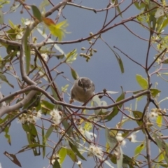 Melithreptus brevirostris (Brown-headed Honeyeater) at Michelago, NSW - 22 Jan 2012 by Illilanga