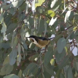 Acanthorhynchus tenuirostris at Michelago, NSW - 2 Aug 2019