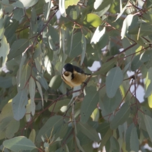 Acanthorhynchus tenuirostris at Michelago, NSW - 2 Aug 2019