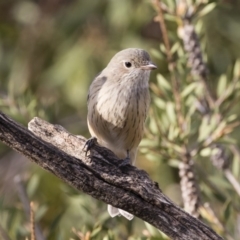 Pachycephala rufiventris (Rufous Whistler) at Illilanga & Baroona - 9 Mar 2020 by Illilanga