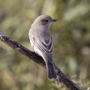 Pachycephala rufiventris at Michelago, NSW - 9 Mar 2020