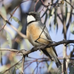 Pachycephala rufiventris (Rufous Whistler) at Michelago, NSW - 21 Oct 2019 by Illilanga