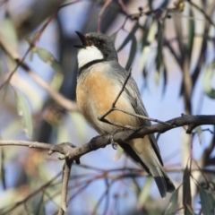 Pachycephala rufiventris at Michelago, NSW - 22 Oct 2019