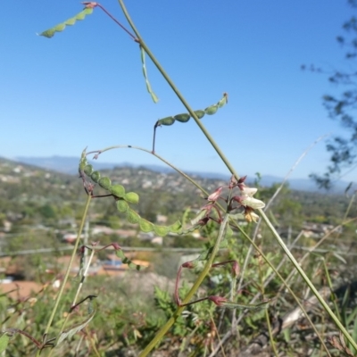 Grona varians (Slender Tick-Trefoil) at Tuggeranong Hill - 21 Mar 2020 by Owen