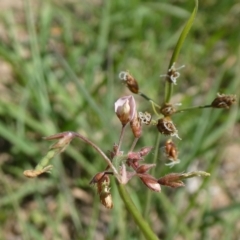 Grona varians (Slender Tick-Trefoil) at Theodore, ACT - 19 Mar 2020 by owenh