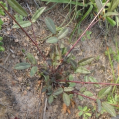 Desmodium varians at Theodore, ACT - 19 Mar 2020