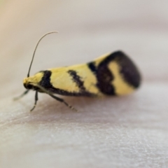Olbonoma triptycha (Chezela Group) at Dickson, ACT - 20 Mar 2020 by AlisonMilton