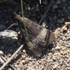 Uresiphita ornithopteralis (Tree Lucerne Moth) at Theodore, ACT - 22 Mar 2020 by Owen