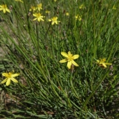 Tricoryne elatior (Yellow Rush Lily) at Tuggeranong Hill - 17 Mar 2020 by Owen
