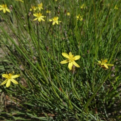 Tricoryne elatior (Yellow Rush Lily) at Tuggeranong Hill - 17 Mar 2020 by Owen