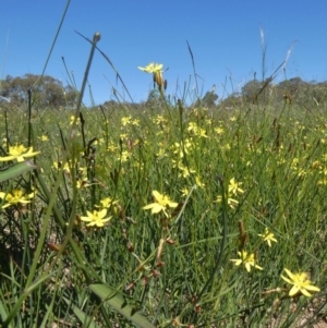 Tricoryne elatior at Theodore, ACT - 17 Mar 2020