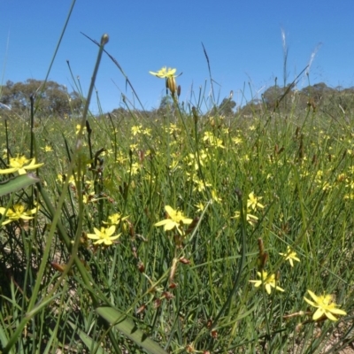 Tricoryne elatior (Yellow Rush Lily) at Theodore, ACT - 17 Mar 2020 by owenh