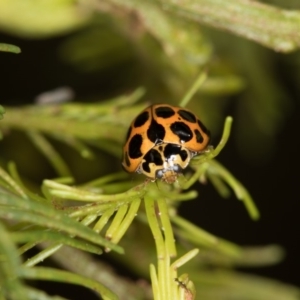 Harmonia conformis at Bruce, ACT - 2 Nov 2017 01:36 PM