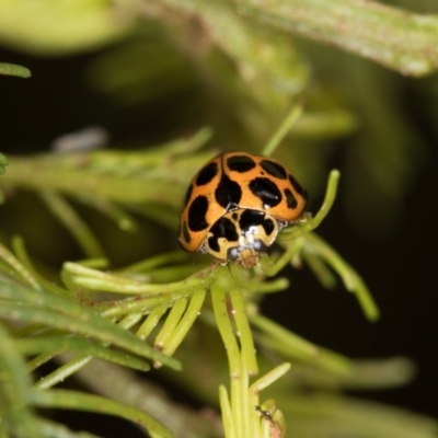 Harmonia conformis (Common Spotted Ladybird) at Bruce Ridge - 2 Nov 2017 by Bron