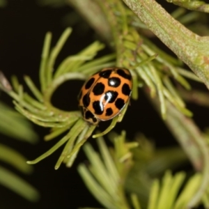 Harmonia conformis at Bruce, ACT - 2 Nov 2017 01:36 PM