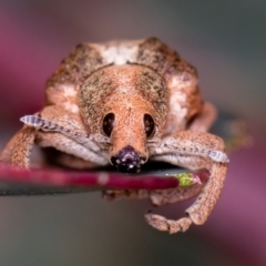 Gonipterus sp. (genus) (Eucalyptus Weevil) at Bruce Ridge to Gossan Hill - 2 Nov 2017 by Bron