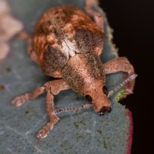 Gonipterus sp. (genus) at Bruce, ACT - 2 Nov 2017